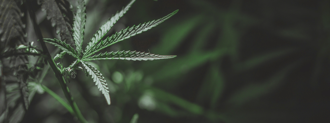 Power Plant Depot, Hemp plant